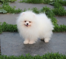 Ойла