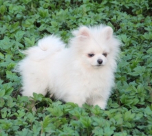 Лучик