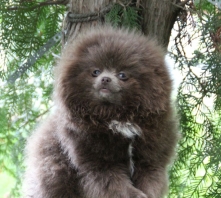 Лилу