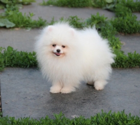 Ойла