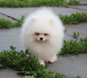 Ойла