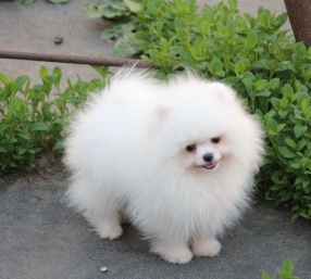 Ойла