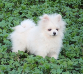 Лучик