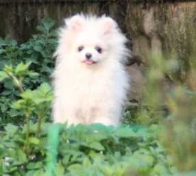 Лучик
