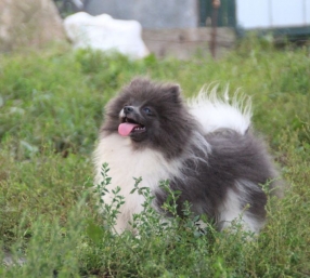 Скай